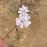 Stephanomeria diegensis Flower
