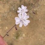 Stephanomeria diegensis Cvet