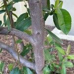 Photinia arbutifolia Bark