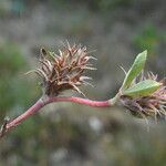 Trifolium scabrum 果實