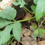 Sanicula canadensis Corteza