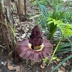 Amorphophallus paeoniifolius Flor