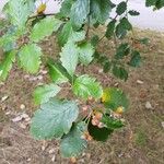 Sorbus mougeotii Leaf