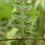 Histiopteris incisa Leaf