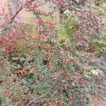 Cotoneaster divaricatus Natur