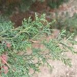 Cupressus lusitanica Ліст