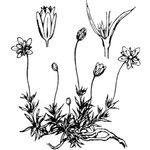 Sagina pilifera অন্যান্য