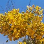 Cassia abbreviataBlodyn