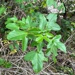 Acer monspessulanum Leaf