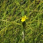 Philydrum lanuginosum Flower