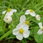 Fragaria moschata Blomst