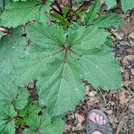 Abelmoschus esculentus Hoja