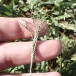 Sporobolus coromandelianus Flower