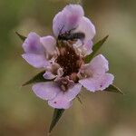 Pterocephalus plumosus Flower