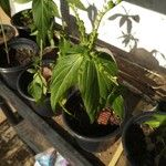 Spigelia anthelmia Blad