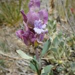 Salvia pachyphylla Habitus