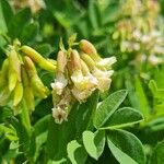 Astragalus frigidus Blatt