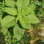 Amaranthus blitumFulla