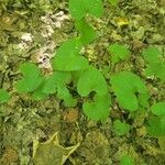 Asarum canadense Fuelha