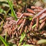 Indigofera arrecta Fruit