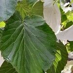 Davidia involucrata 葉