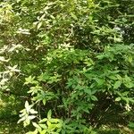 Viburnum buddleifolium অভ্যাস