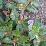 Stemodia verticillata Blatt