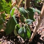 Salvia confertiflora Leaf