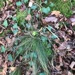 Festuca heterophylla Hoja