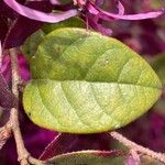 Loropetalum chinense Foglia