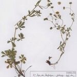 Potentilla inclinata 整株植物