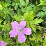 Geranium endressii Квітка