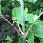 Smilax herbacea Kéreg