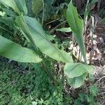 Heliconia wagneriana Blad