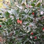 Ruscus aculeatus Leaf