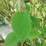 Philadelphus delavayi