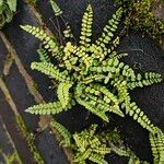 Asplenium trichomanes Συνήθη χαρακτηριστικά