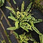 Asplenium trichomanes 整株植物