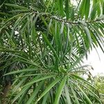 Dracaena mannii Hoja