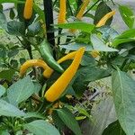 Capsicum frutescensGyümölcs