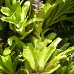 Aechmea gamosepala List