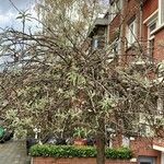Pyrus salicifolia Habit