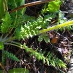 Pedicularis cenisia Leaf