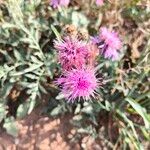 Centaurea scabiosaKwiat