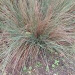Juncus inflexus Leaf