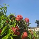 Ixora coccineaCvet