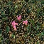 Arethusa bulbosa Fleur