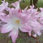 Amaryllis belladonna Floare