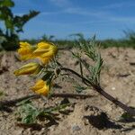 Hypecoum procumbens Leaf