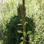 Amaranthus hybridus Hábito